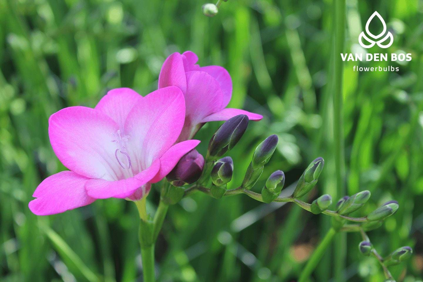 Pink Passion® (Single) Freesia Van den Bos Flowerbulbs